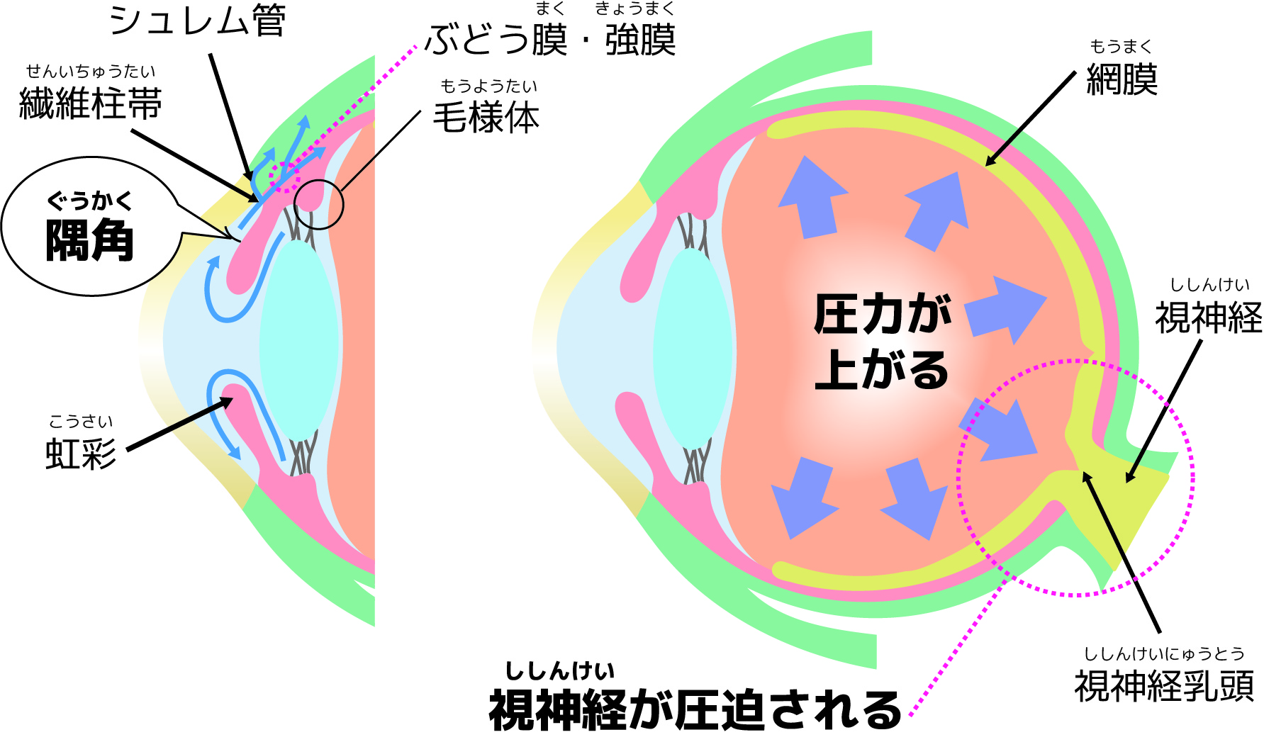 目の構造イメージ画像