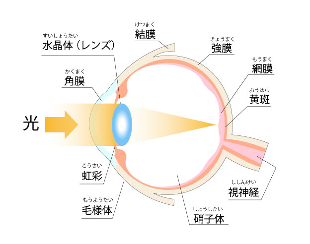 目の構造イラスト